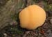 fungi049