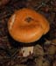 fungi050