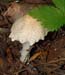 fungi051
