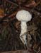 fungi052