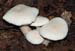 fungi054