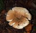 fungi055