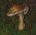 fungi057