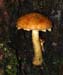 fungi058