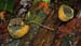 fungi060