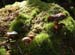 fungi061