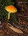 fungi062