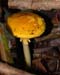 fungi063