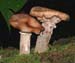 fungi065
