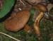 fungi066
