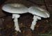 fungi067