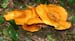 fungi068