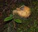 fungi073