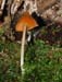 fungi074
