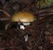 fungi075