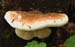 fungi076