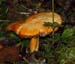 fungi077