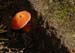 fungi078
