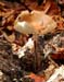 fungi079