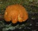 fungi080