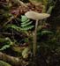 fungi081