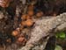fungi082