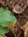 fungi083