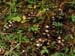 fungi084
