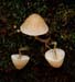 fungi085