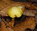 fungi087