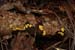 fungi088