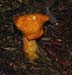 fungi089