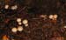 fungi091