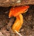 fungi092