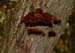 fungi093