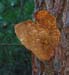fungi094