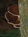 fungi095