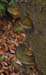 fungi098