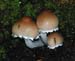 fungi099