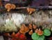 fungi100
