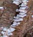 fungi101