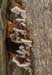 fungi102