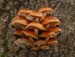 fungi103