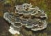 fungi104