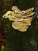 fungi105
