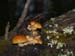 fungi106