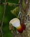 fungi107