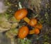 fungi108