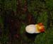 fungi110