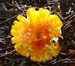 fungi111
